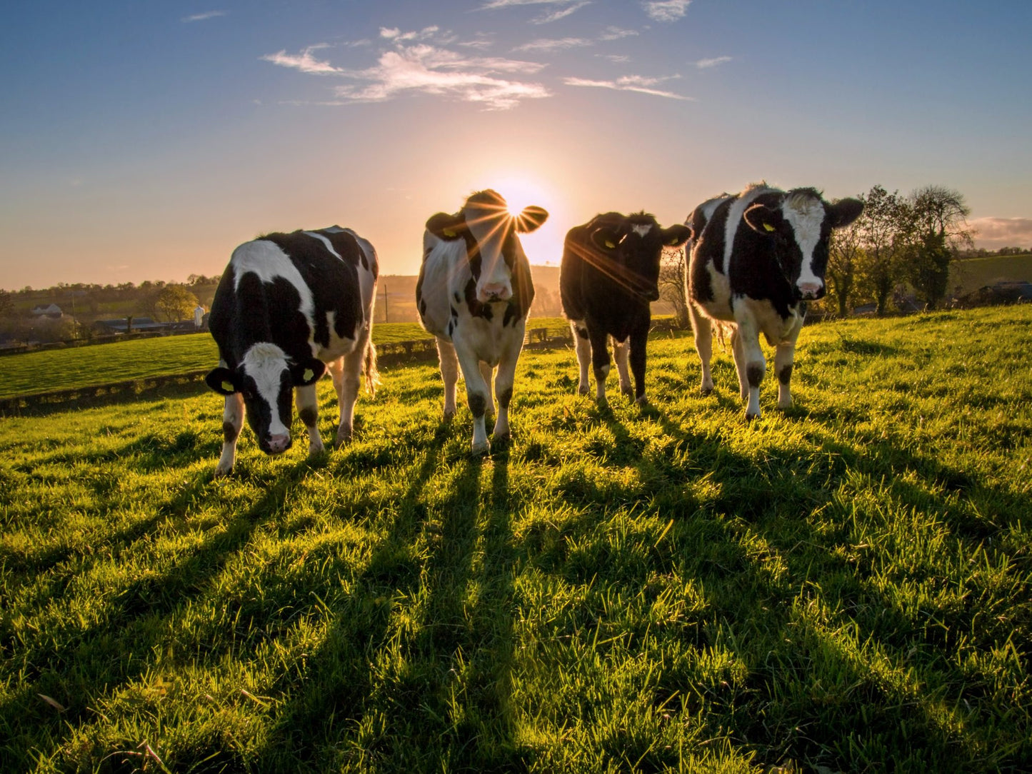 Field of cows
