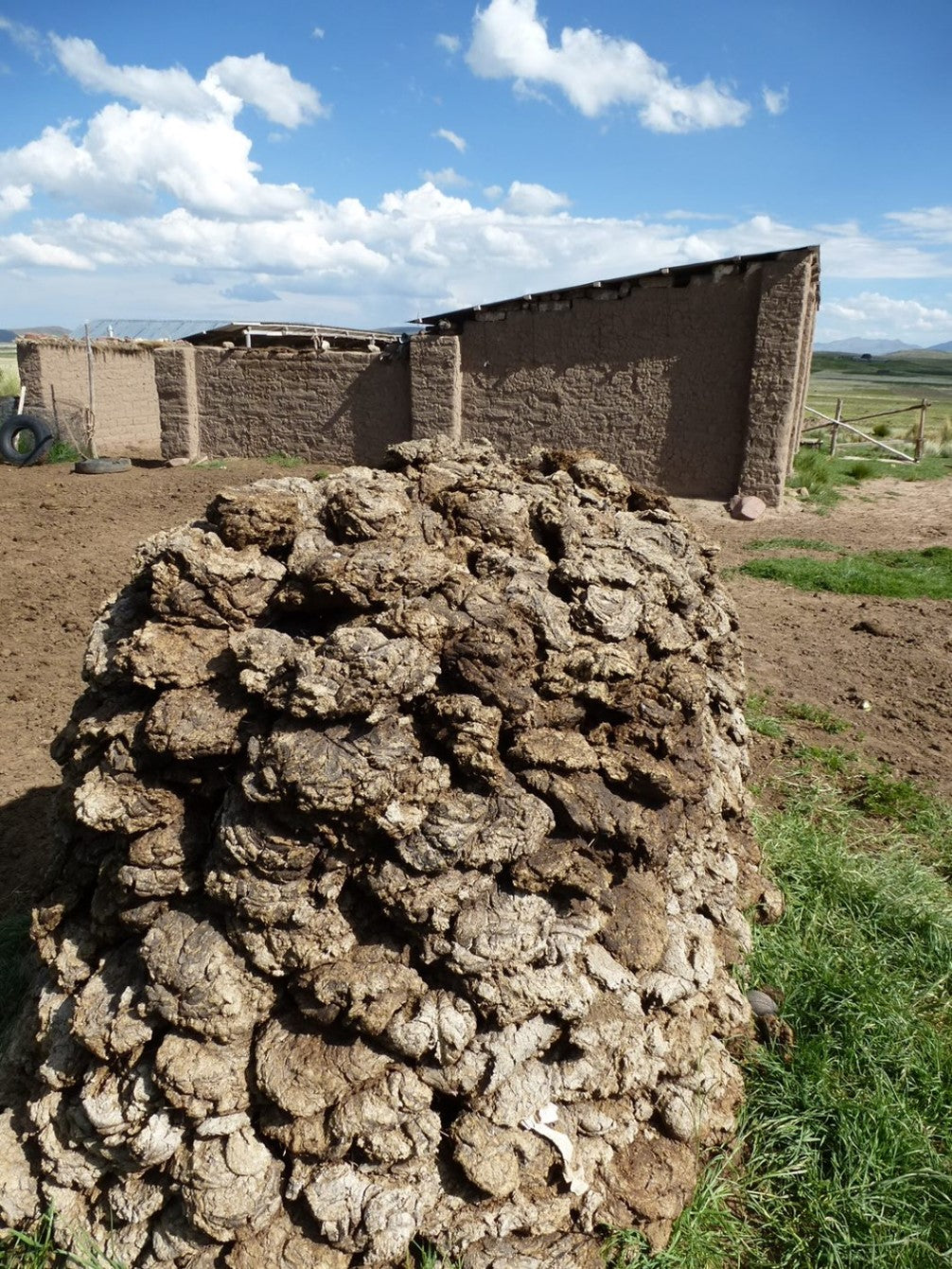 Using Cow Pat for Fuel