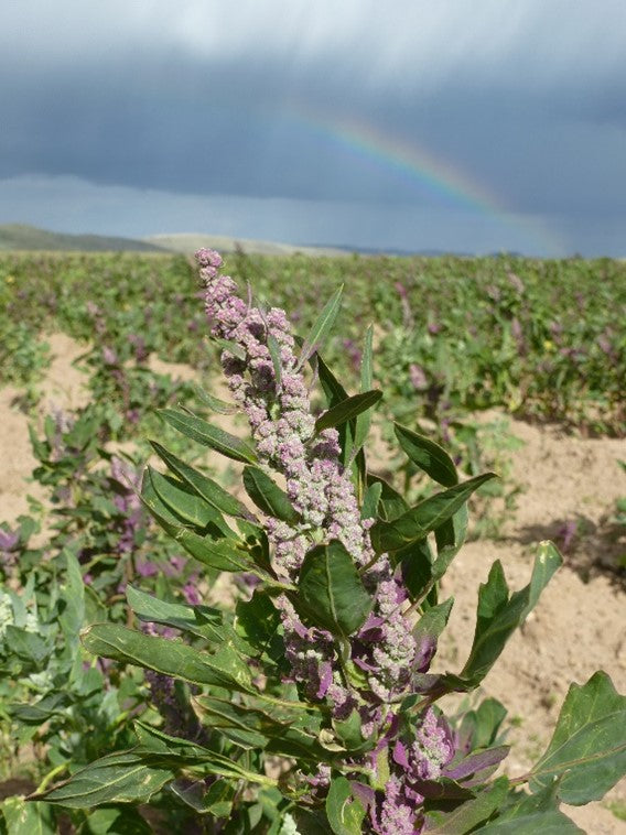 The Wind Machines used in Quinoa Farming