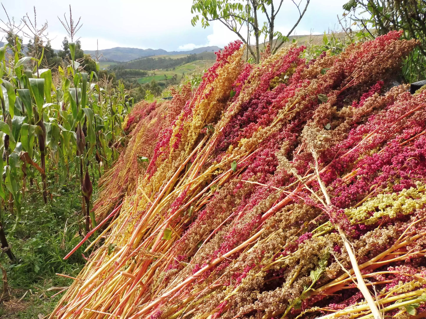 quinoa crop