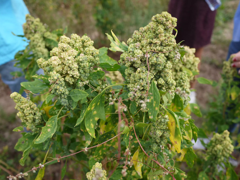 french quinoa plant