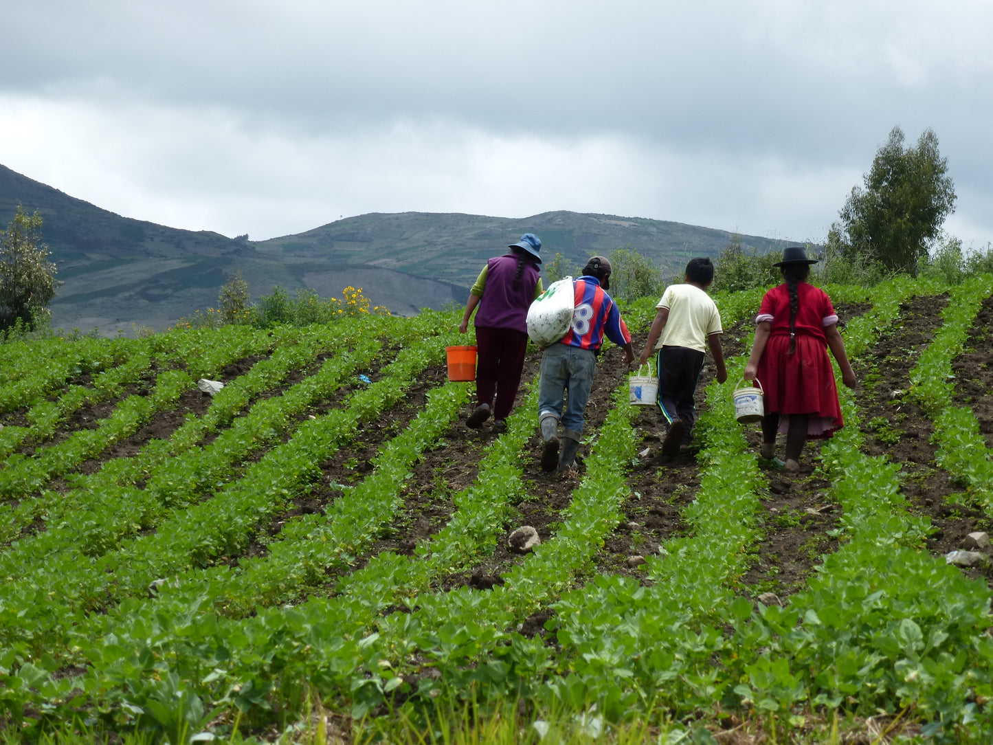 peruvian quinoa farmers