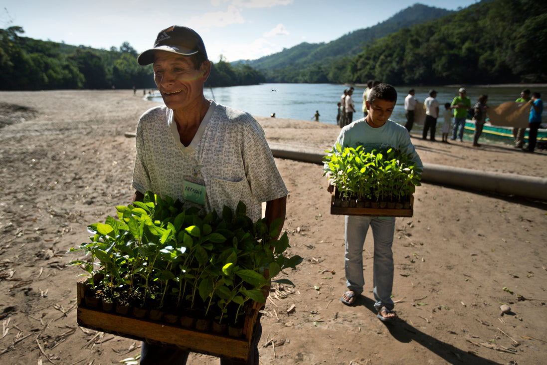 volunteers who are replanting trees in peruvian amazon rainforest