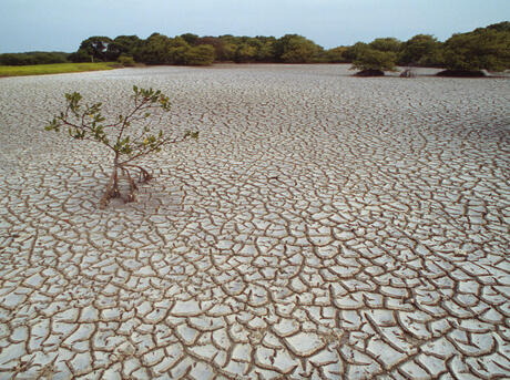 Sustaining Ourselves With Quinoa During Droughts