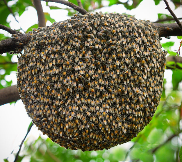 Bee hive among tree branches with a swarm of bees