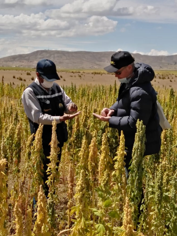two people standing in quinoa field looking at quinoa seeds  