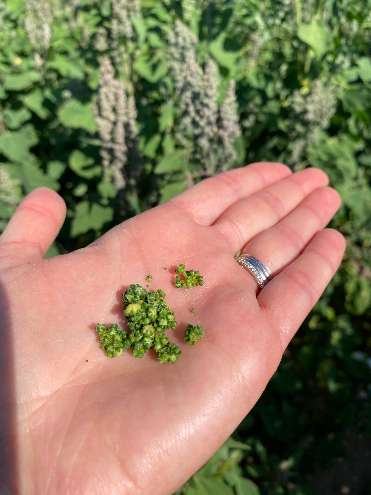 A hand holding out quinoa seeds in a field of quinoa plants 