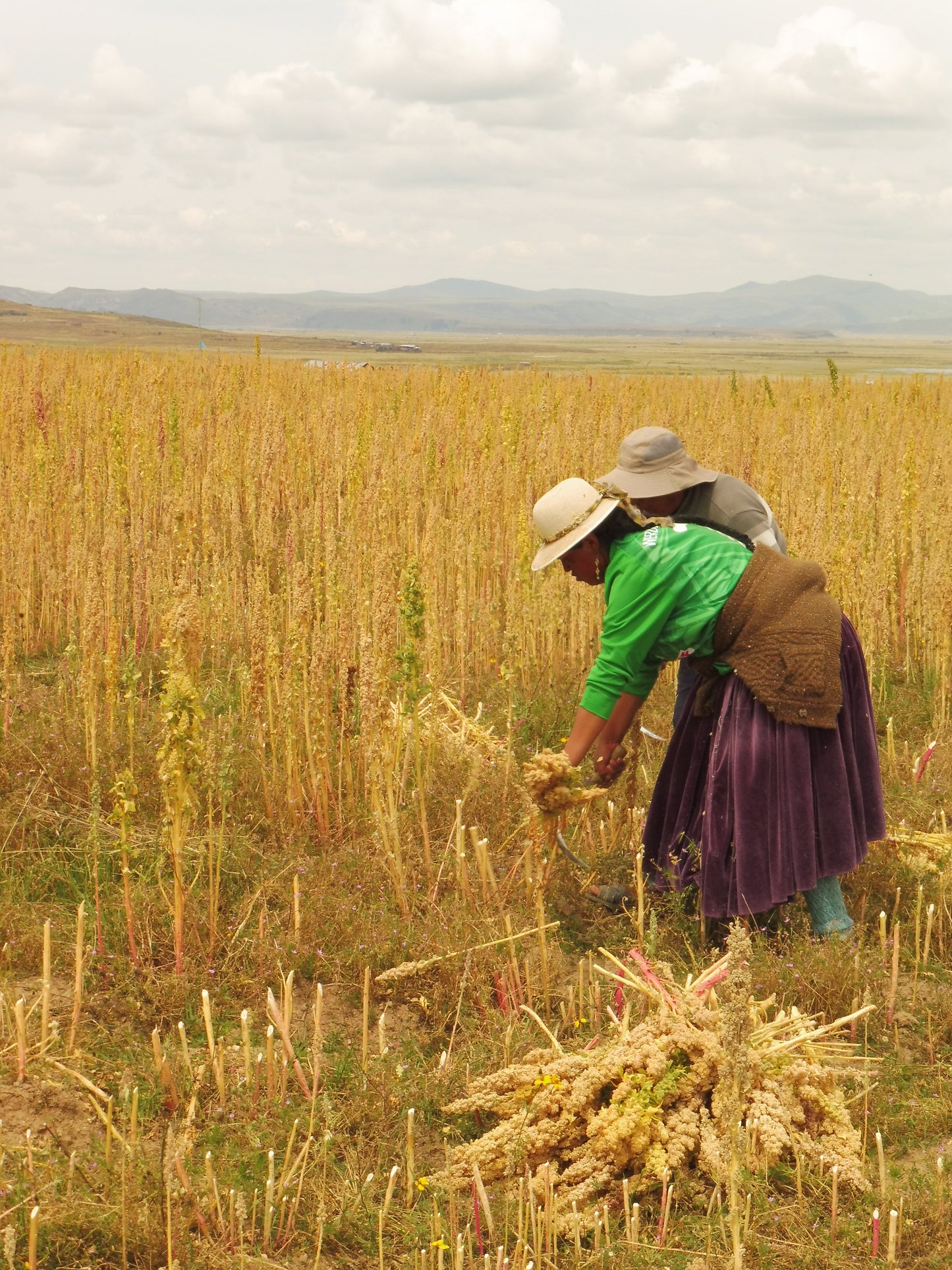 field with farmers 