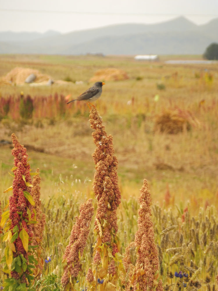 quinoa plant in a quinoa field with a bird perched atop 