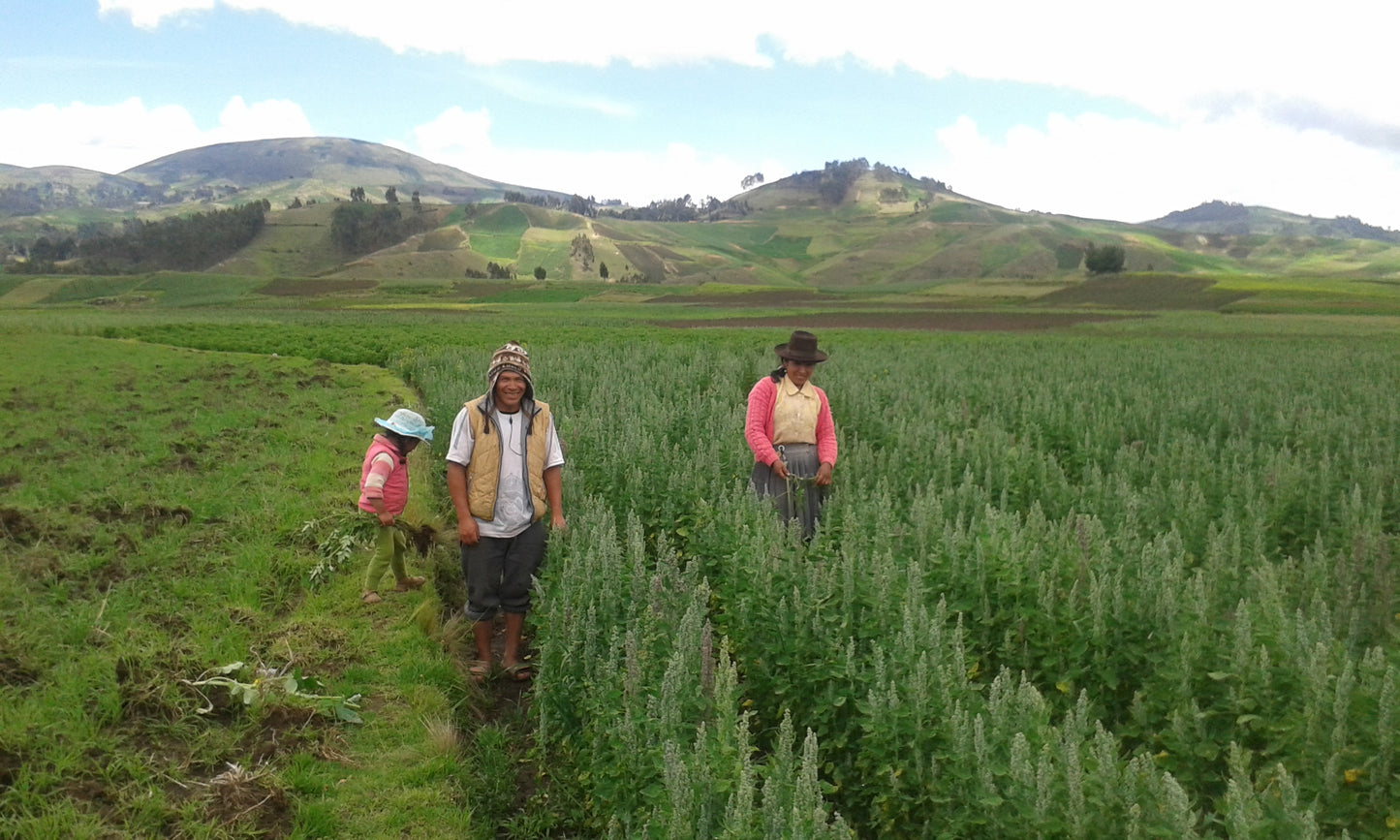 peruvian quinoa farmers in peruvian quinoa field